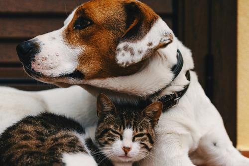 A cat and a puppy snuggle.
