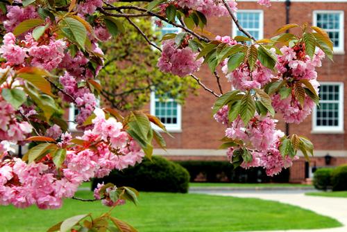 McSpedon Hall with cherry blossom trees.