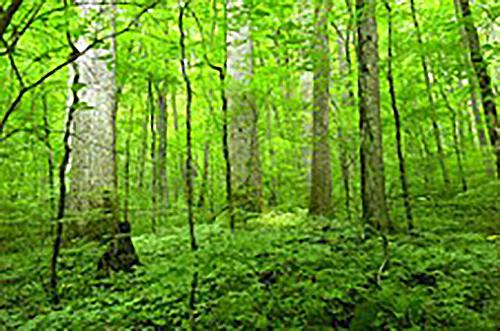A lush, green forest.