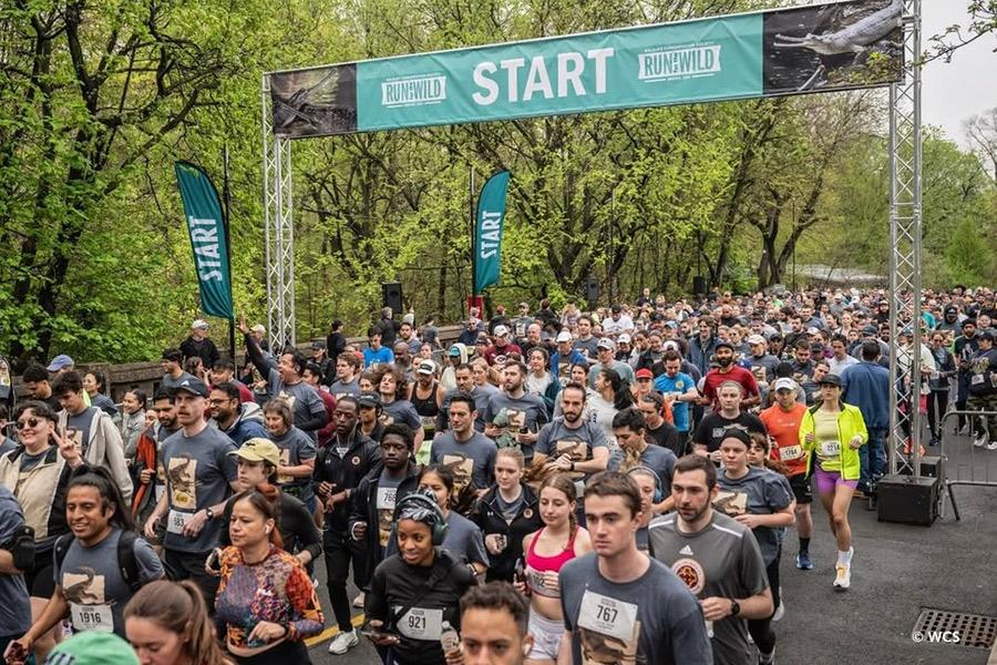 The starting line of Run for the Wild at the Bronx Zoo.