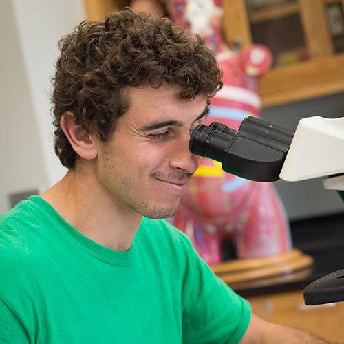 A biology student looks into a microscope.